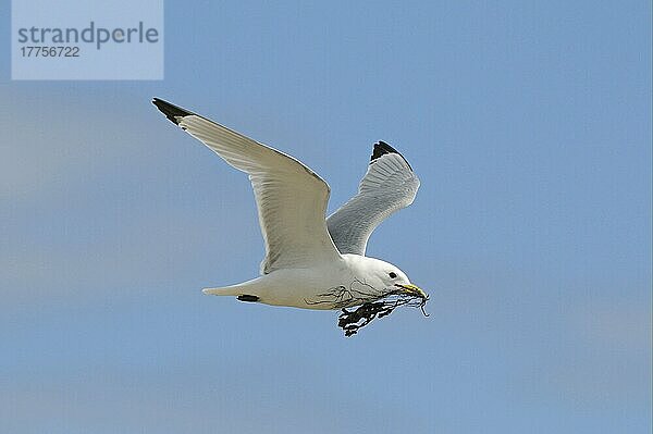 Larus tridactylus  Dreizehenmöwe  Dreizehenmöwen (Rissa tridactyla)  Möwen  Tiere  Vögel  Black-legged Kittiwake adult  in flight  collecting seaweed for nesting material  Varanger  Norway  may