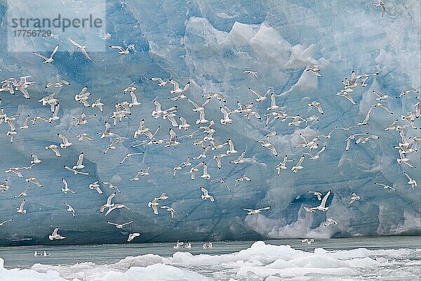 Larus tridactylus  Dreizehenmöwe  Dreizehenmöwen (Rissa tridactyla)  Möwen  Tiere  Vögel  Black-legged Kittiwake flock  in flight over sea beside glacier  Spitzbergen  Svalbard  july