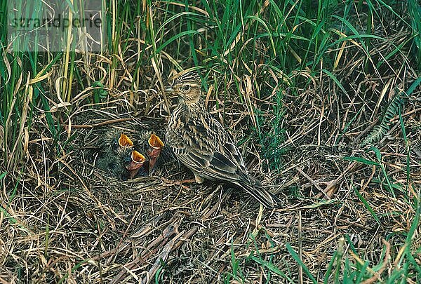 SkyLark (Alauda arvensis) im Nest mit drei anspruchsvollen Jungtieren  Grove Farm (S)