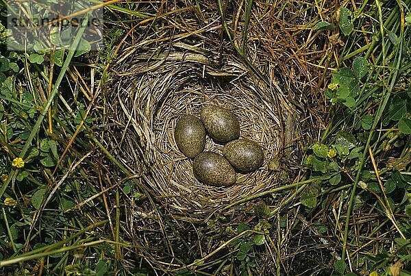 Feldlerche  Feldlerchen (Alauda arvensis)  Singvögel  Tiere  Vögel  Lerchen  Skylark Nest with four eggs
