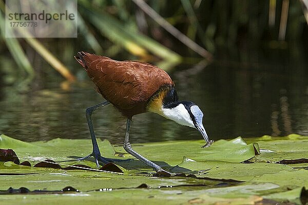 Actophilornis africana  Blaustirnblatthühnchen  Tiere  Vögel  Watvögeln Jacana  note the foot which is well Adapted for walking on lilies and the fish in its bill
