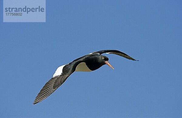 Magellanausternfischer  Feuerland-Austernfischer (Haematopus leucopodus)  Tiere  Vögel  Watvögel  Magellanic Oystercatcher adult  in flight  Tierra del Fuego N. P. Argentina