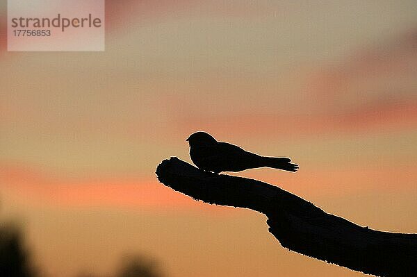 Eurasischer Ziegenmelker (Caprimulgus europaeus)  erwachsenes Männchen  auf Gesangspfosten in der Heide  Silhouette in der Abenddämmerung  Nord-Norfolk  England  Juni