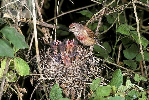 Hänfling (Acanthis cannabina) Nahaufnahme  Männchen am Nest bei der Jungtierfütterung