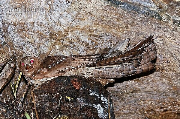 Erwachsener Ölvogel (Steatornis caripensis)  sitzend auf einem Nest in einer Höhle  Dunston Höhle  Asa Wright Naturzentrum  Northern Range  Trinidad  Trinidad und Tobago  Juli  Mittelamerika