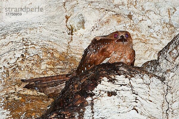 Erwachsener Ölvogel (Steatornis caripensis)  sitzend auf einem Nest in einer Höhle  Dunston Höhle  Asa Wright Naturzentrum  Nordkette  Trinidad  Trinidad und Tobago  Juli  Mittelamerika