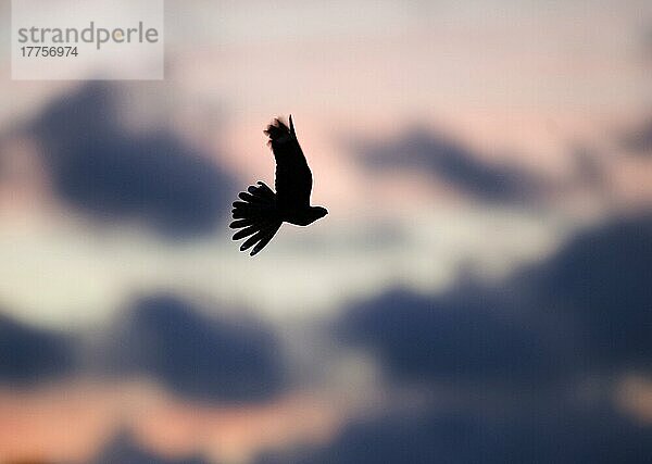 Ziegenmelker  Nachtschwalbe (Caprimulgus europaeus)  Nachtschwalben  Tiere  Vögel  Eurasian Nightjar adult  in flight over heathland  Silhouette at sunset  Norfolk  England  june