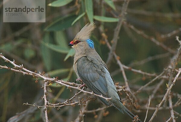 Blaunackenmausvogel  Blaunackenmausvögel  Tiere  Vögel  Blue-naped Mousebird (Urocolius macrouris) adult  Kenya