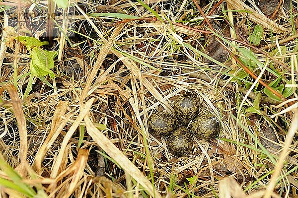 Odinshühnchen (Phalaropus lobatus)  Tiere  Vögel  Watvögel  Red-necked Phalarope four eggs in nest  Iceland  June