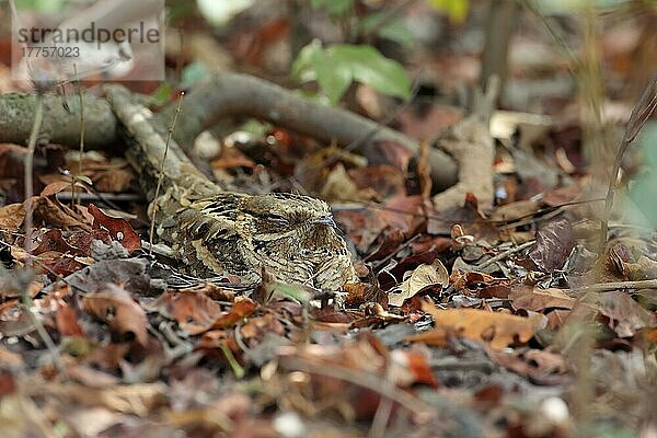 Schleppennachtschwalbe (Caprimulgus climacurus)  Schleppennachtschwalben  Nachtschwalbe  Nachtschwalben  Tiere  Vögel  Long-tailed Nightjar adult  sitting amongst leaf litter  Gambia  January  Afrika