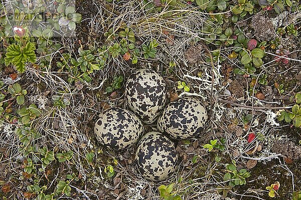Goldregenpfeifer (Pluvialis apricaria) vier Eier im Nest  Varangerfjord  Finnmark  Norwegen  Europa