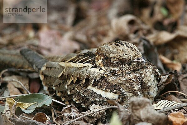 Schleppennachtschwalbe (Caprimulgus climacurus)  Schleppennachtschwalben  Nachtschwalbe  Nachtschwalben  Tiere  Vögel  Long-tailed Nightjar adult  sitting on forest floor  Gambia  january  Afrika