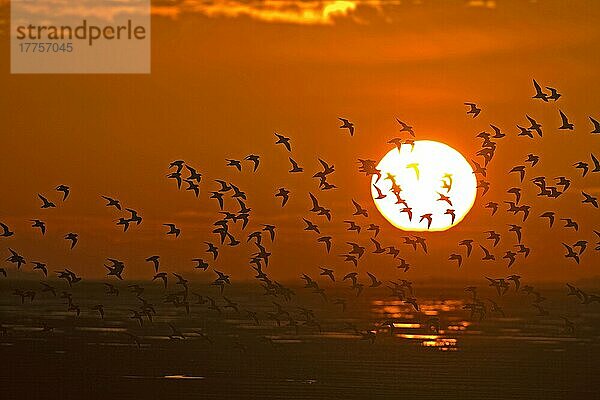 Goldregenpfeifer-Schwarm (Pluvialis apricaria)  im Flug  Silhouette bei Sonnenuntergang  Snettisham RSPB Reserve  Norfolk  England  Winter