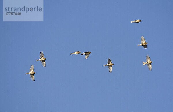 Berghänfling (Acanthis flavirostris) Berghänflinge  Singvögel  Tiere  Vögel  Finken  Twite flock  in flight  Norfolk  England  winter