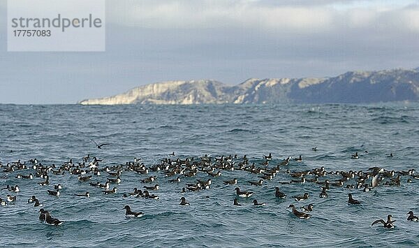 Herde von Hutton-Sturmtauchern (Puffinus huttoni)  schwimmend auf See  Kaikoura  Südinsel  Neuseeland  Ozeanien