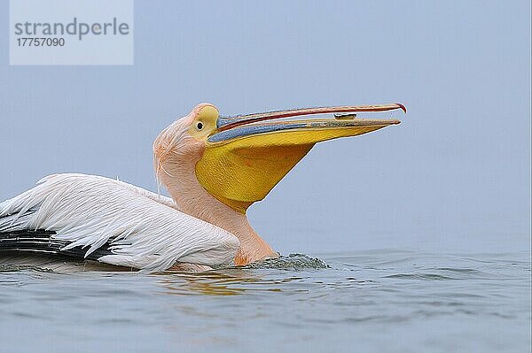 Erwachsener Erwachsener Weißer Pelikan (Pelecanus onocrotalus)  im Brutgefieder  ernährt sich von Wasser  mit Fischen im Schnabel  Kerkini-See  Mazedonien  Griechenland  Europa