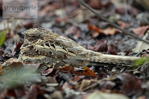 Schleppennachtschwalbe (Caprimulgus climacurus)  Schleppennachtschwalben  Nachtschwalbe  Nachtschwalben  Tiere  Vögel  Long-tailed Nightjar adult  resting amongst leaf litter  Gambia  january  Afrika