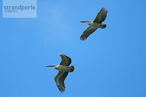 Fleckschnabelpelikan (Pelecanus philippensis)  erwachsenes Paar  im Flug  Yala West N. P. Süd-Sri Lanka  Februar