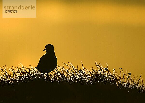 Goldregenpfeifer (Pluvialis apricaria) ausgewachsen  Silhouette bei Sonnenuntergang  Shetland-Inseln  Schottland  Frühling