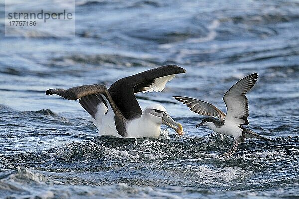 Erwachsener Weißkopfalbatros (Thalassarche steadi) und erwachsener Bullersturmtaucher (Puffinus bulleri) kämpfen um Fischabfälle auf See  vor Neuseeland  März