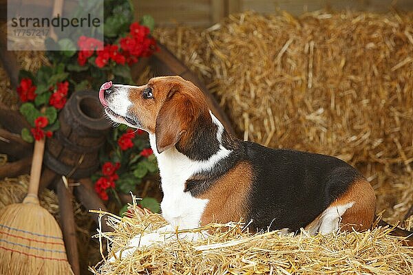 Beagle  Rüde  leckt sich die Nase