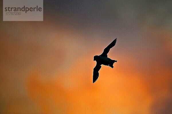 Papageitaucher (Fratercula arctica) adult  im Flug  Silhouette bei Sonnenuntergang  Skomer Island  Pembrokeshire  Wales