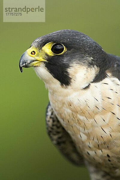 Wanderfalke (Falco peregrinus) erwachsenes Männchen  Nahaufnahme des Kopfes  England  August (in Gefangenschaft)