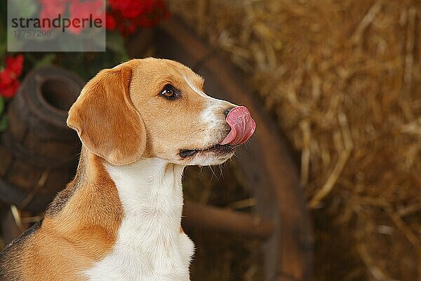 Beagle  Rüde  leckt sich die Nase
