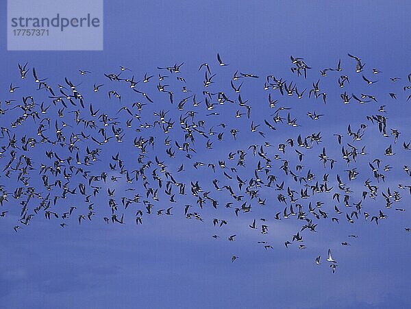 Rotflügel-Brachschwalbe  Rotflügel-Brachschwalben (Glareola pratincola)  Tiere  Vögel  Watvögel  Collared Pratincole Flock migration