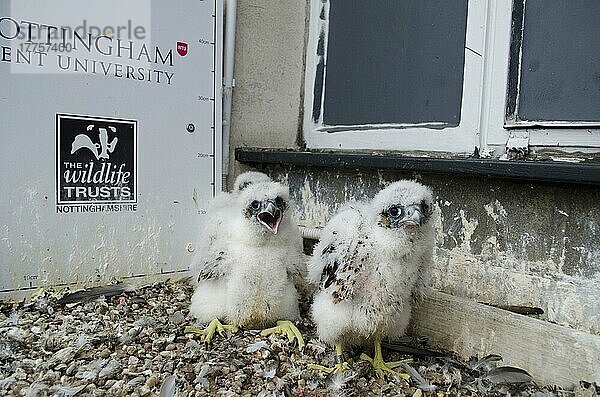 Wanderfalke (Falco peregrinus) drei Küken  im Nest auf dem Gebäude der städtischen Universität  Nottingham Trent University  Nottingham  Nottinghamshire  England  Mai