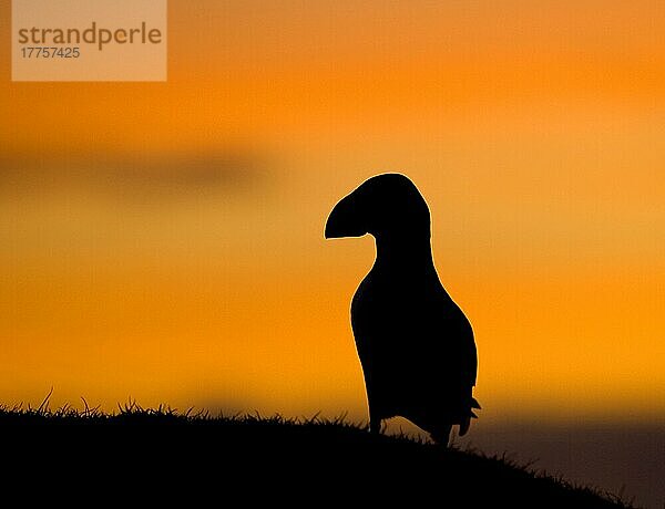 Papageitaucher (Fratercula arctica) adult  Silhouette bei Sonnenuntergang  Shetland-Inseln  Schottland  Juni