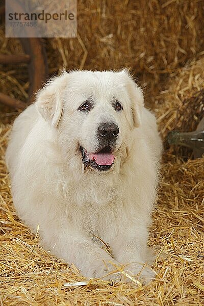 Pyrenäen-Berghund  Rüde  9 Jahre  alter Hund
