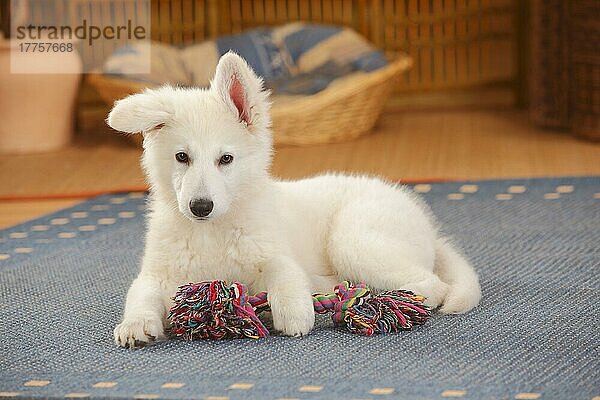 Weißer Schweizer Schäferhund  Welpe  14 Wochen  Spielseil  Zerrseil  Kauspielzeug