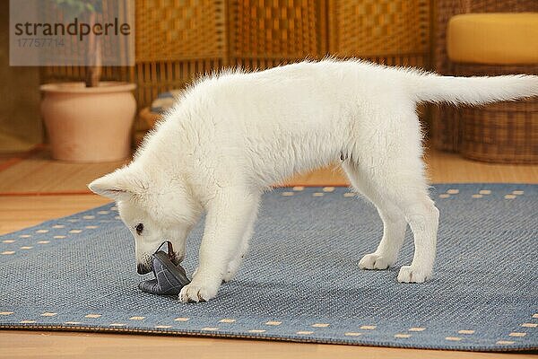 Weißer Schweizer Schäferhund  Welpe  14 Wochen  Pantoffel