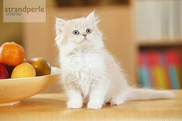 Britisch Langhaar  Kätzchen  creme-tabby-mackarell-weiß  10 Wochen