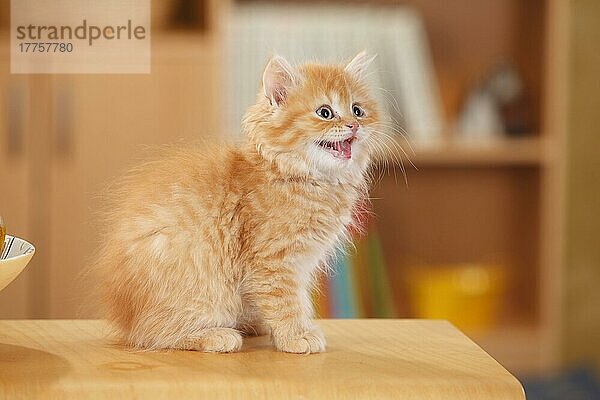 Britisch Langhaar  Kätzchen  red-tabby-mackarell-white  10 Wochen