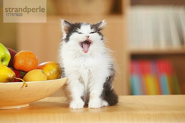 Britisch Langhaar  Kätzchen  black-tortie-white  10 Wochen