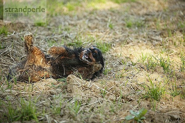 Cavalier King Charles Spaniel  black-and-tan  Rüde  rollt sich im Dreck  dreckig  schmutzig