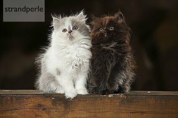 Britisch Langhaar  Kätzchen  schwarz und blue-white  8 Wochen