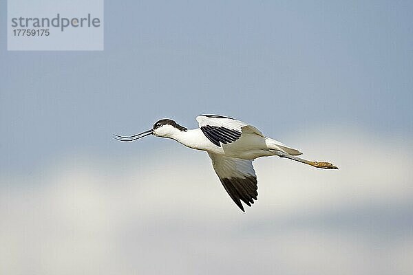 Eurasischer Säbelschnäbler (Recurvirostra avocetta) erwachsen  ruft  im Flug  Norfolk  England  Mai