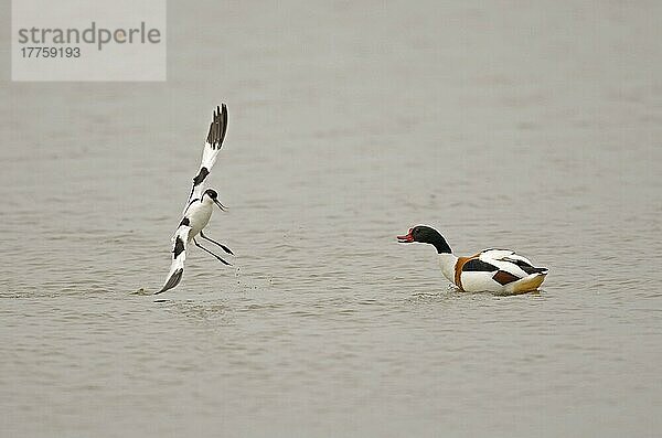 Erwachsene Säbelschnäbler (Recurvirostra avocetta) und Brandente (Tadorna tadorna) im Territorialstreit  Norfolk  England  April