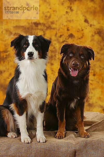 Australian Shepherds  zwei Hunde  rot und black-tri
