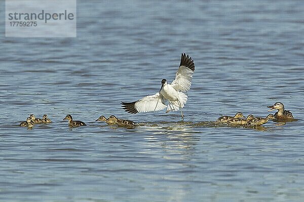 Eurasischer Säbelschnäbler (Recurvirostra avocetta) adult  im Flug  greift erwachsene Stockenten (Anas platyrhynchos) an  erwachsene weibliche und Entenküken überqueren das Territorium  Minsmere RSPB Reserve  Suffolk  England  kann