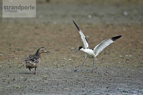 Eurasischer Säbelschnäbler (Recurvirostra avocetta)  erwachsen  in Bedrohung gegenüber einer erwachsenen Stockente (Anas platyrhynchos)  Minsmere RSPB Reserve  Suffolk  England  Juni