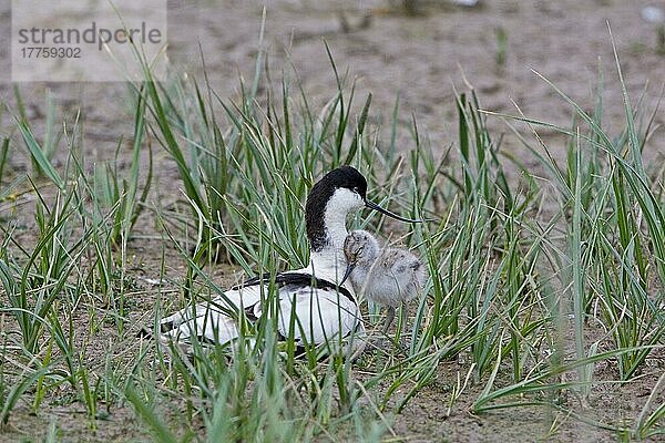 Eurasischer Säbelschnäbler (Recurvirostra avocetta) adult mit Küken  Minsmere RSPB Reserve  Suffolk  England  Mai