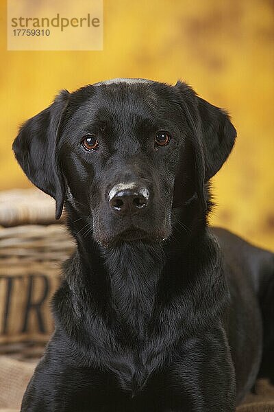 Labrador Retriever  Hündin  schwarz  Portrait