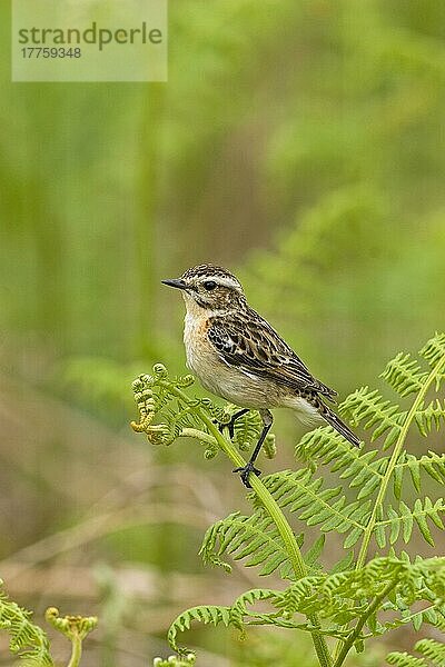 Braunkehlchen (Saxicola rubetra)  erwachsenes Weibchen  auf einem Farnwedel sitzend  Wales  Juni