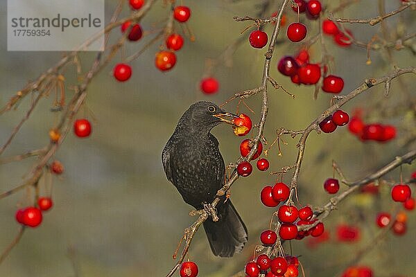 Europäische Amsel (Turdus merula)  erwachsenes Männchen  ernährt sich von Krabbenfrüchten  Norfolk  England  Januar