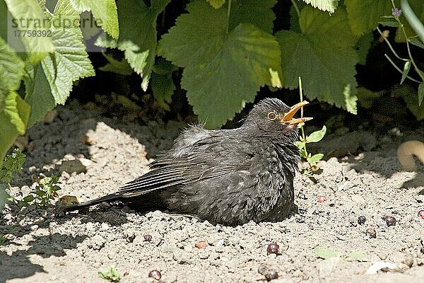 Europäische Amsel (Turdus merula) erwachsenes Männchen  Sonnenbad im Gemüsegarten  schwarzer Johannisbeerstrauch  England  Juli