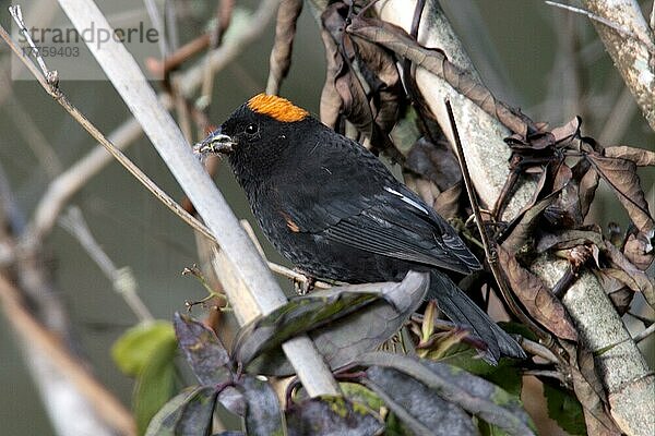 Goldnackenfink (Pyrrhoplectes epauletta)  erwachsenes Männchen  sammelt Nestmaterial  Arunachal Pradesh  Indien  Dezember  Asien